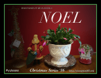 noel-1